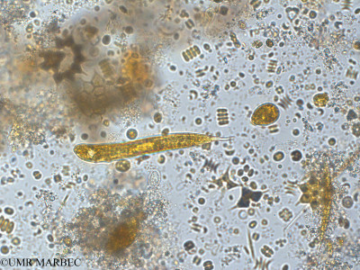 phyto/Pertuis Charentais/Tasdon_st2/PAMPAS 2019-2021/Lepocinclis oxyuris (TASDON_St2_R1_0719010).tif(copy)_thumb.jpg